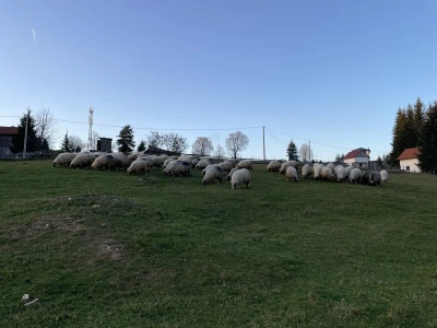 Šta je zajedničko siru, bilju, Ivi i Ćiri, a nisu veziri?