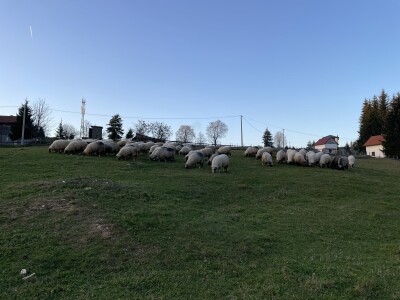 Šta je zajedničko siru, bilju, Ivi i Ćiri, a nisu veziri?