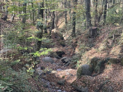 Magaraca ima puno više u Bosni, nego u Hercegovini