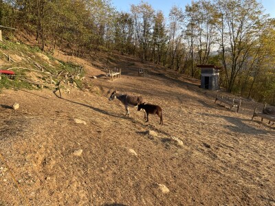 Magaraca ima puno više u Bosni, nego u Hercegovini