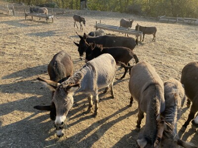Magaraca ima puno više u Bosni, nego u Hercegovini