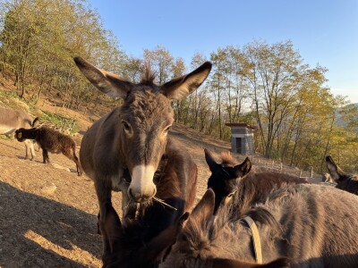 Magaraca ima puno više u Bosni, nego u Hercegovini