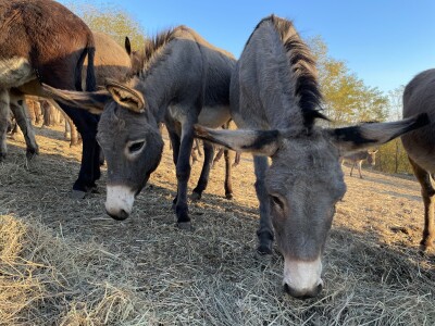 Magaraca ima puno više u Bosni, nego u Hercegovini
