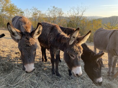Magaraca ima puno više u Bosni, nego u Hercegovini