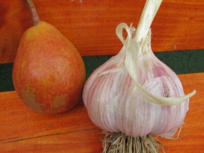 Sačuvana stara sorta bijelog luka