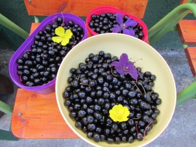 Ukusne i zdrave bobice