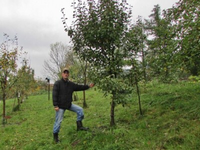Jabuke i kruške odlično napreduju