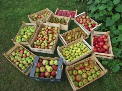 Zdravi plodovi voća