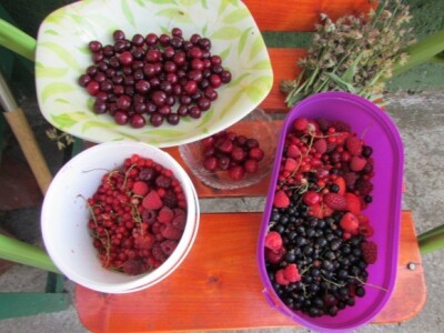 Jagodičasto i bobičasto voće