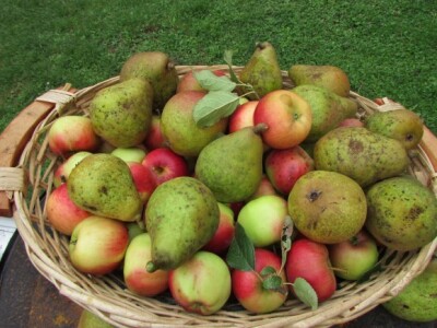 Jabuke i kruške