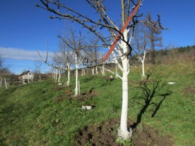 Stabla starih sorata voća