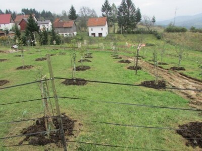 Uzorno okopan i pognojen voćnjak stajnjakom