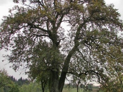 Stoljetno stablo kruške tepke