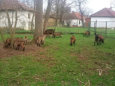 Đorđevića avlija - Od prošle godine u avliji i francuske alpine