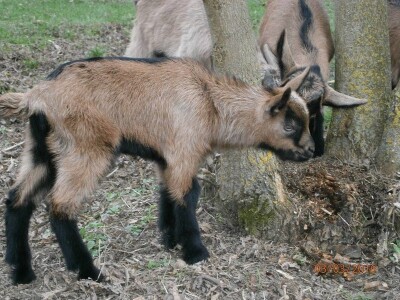 Đorđevića avlija - Ovogodišnji podmladak