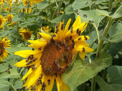 OPG Marijana Đurić