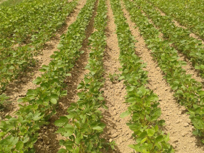 OPG Marijana Đurić