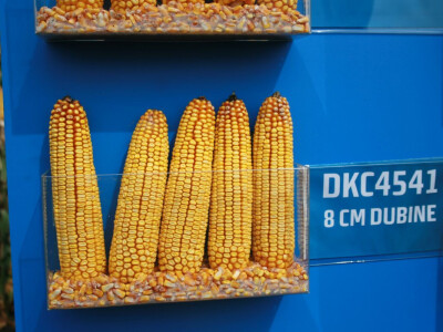 DKC 4541