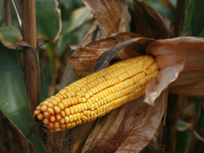 DEKALB Inovativni centar 2016.