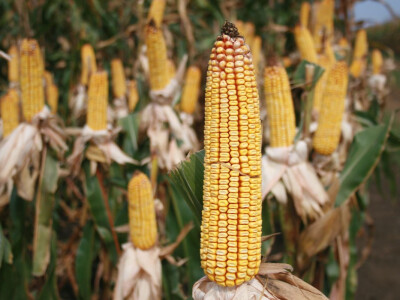 DEKALB Inovativni centar 2016.