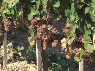 Dobar kvalitet ovogodišnjeg grožđa