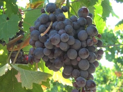 Dobar kvalitet ovogodišnjeg grožđa
