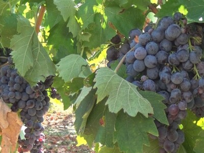 Dobar kvalitet ovogodišnjeg grožđa