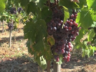 Dobar kvalitet ovogodišnjeg grožđa