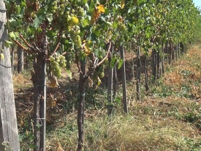 Dobar kvalitet ovogodišnjeg grožđa