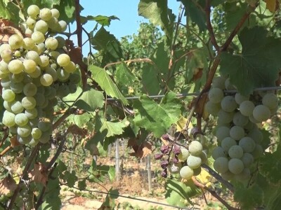 Dobar kvalitet ovogodišnjeg grožđa