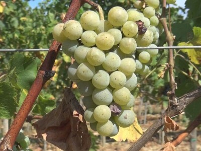 Dobar kvalitet ovogodišnjeg grožđa