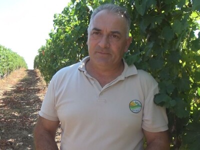 Dobar kvalitet ovogodišnjeg grožđa