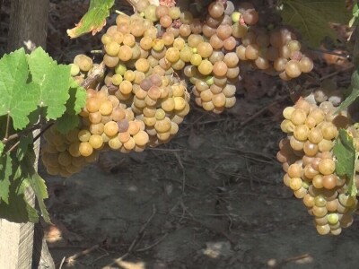 Dobar kvalitet ovogodišnjeg grožđa