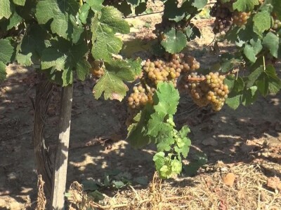 Dobar kvalitet ovogodišnjeg grožđa