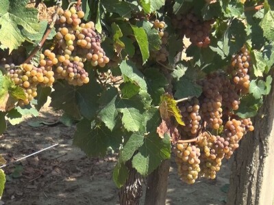 Dobar kvalitet ovogodišnjeg grožđa