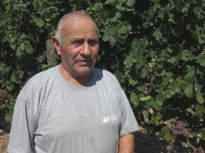 Dobar kvalitet ovogodišnjeg grožđa