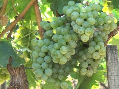 Dobar kvalitet ovogodišnjeg grožđa