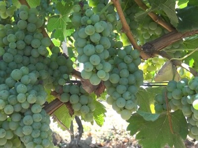 Dobar kvalitet ovogodišnjeg grožđa