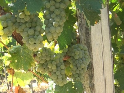 Dobar kvalitet ovogodišnjeg grožđa