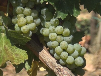 Dobar kvalitet ovogodišnjeg grožđa