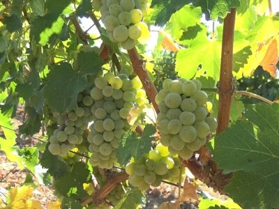 Dobar kvalitet ovogodišnjeg grožđa