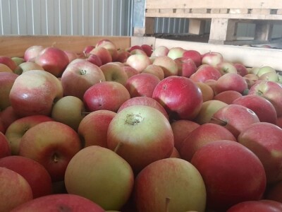 Dobar prinos a dobar i kvalitet, kakva će biti cena? Foto: M. Lazarević