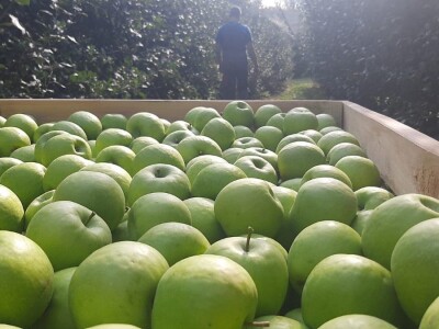 Dobar prinos a dobar i kvalitet, kakva će biti cena? Foto: M. Lazarević