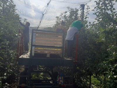 Dobar prinos a dobar i kvalitet, kakva će biti cena? Foto: M. Lazarević
