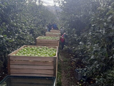 Dobar prinos a dobar i kvalitet, kakva će biti cena? Foto: M. Lazarević