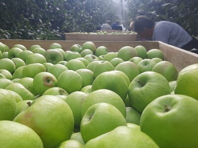 Dobar prinos a dobar i kvalitet, kakva će biti cena? Foto: M. Lazarević