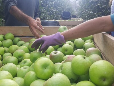 Dobar prinos a dobar i kvalitet, kakva će biti cena? Foto: M. Lazarević