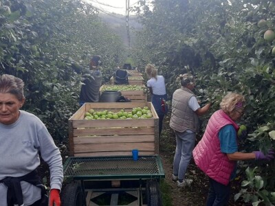 Dobar prinos a dobar i kvalitet, kakva će biti cena? Foto: M. Lazarević