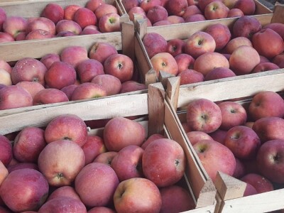 Dobar prinos a dobar i kvalitet, kakva će biti cena? Foto: M. Lazarević