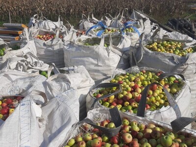 Dobar prinos a dobar i kvalitet, kakva će biti cena? Foto: M. Lazarević